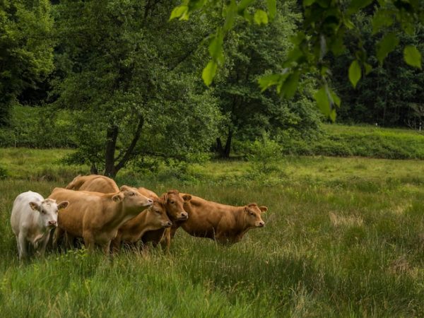 Cuide dos cascos e previna lesões: Hoofcare para bovinos